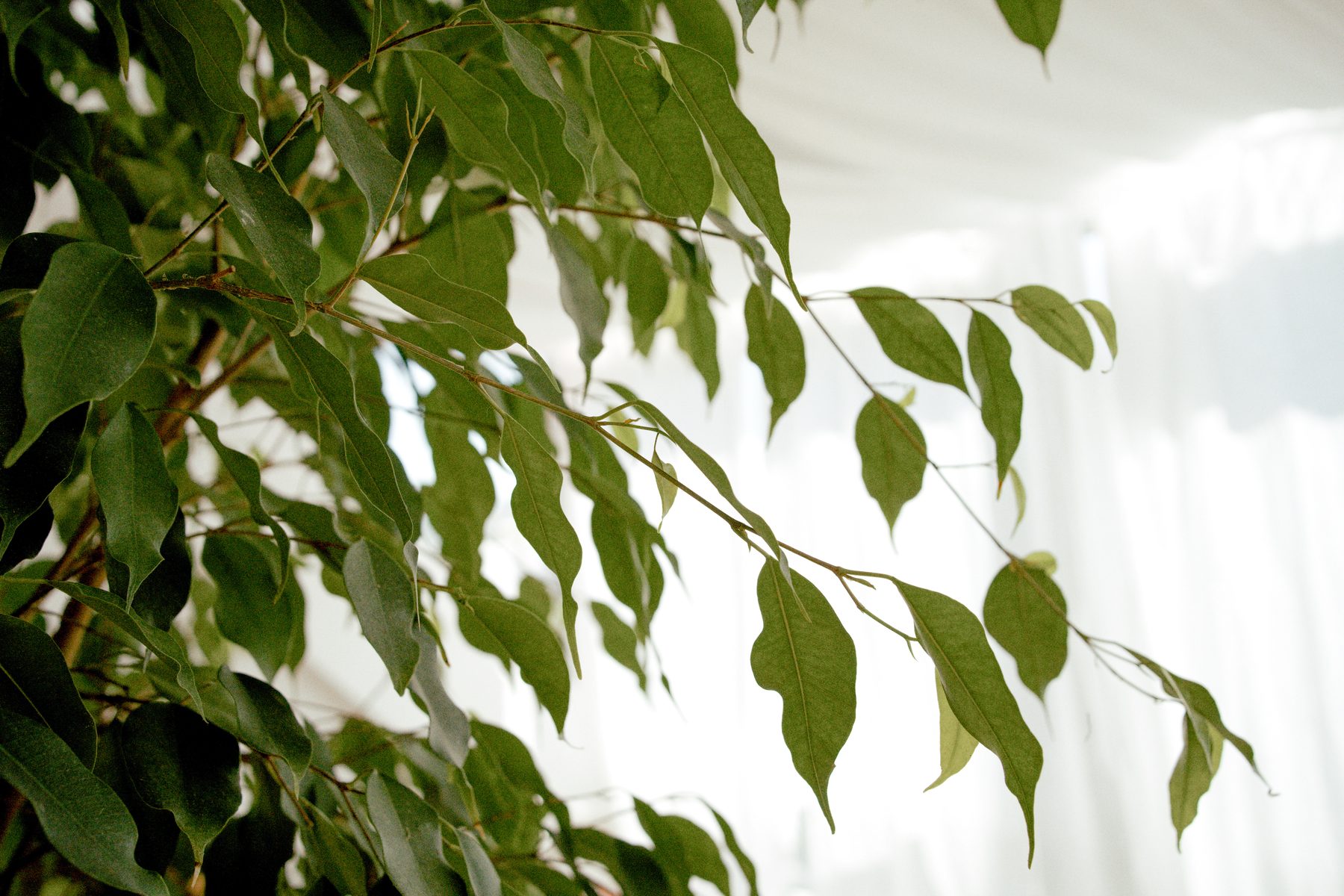 Leaves, close